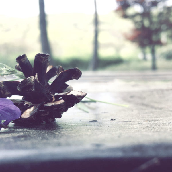 الزهرة البنفسجية The purple flower